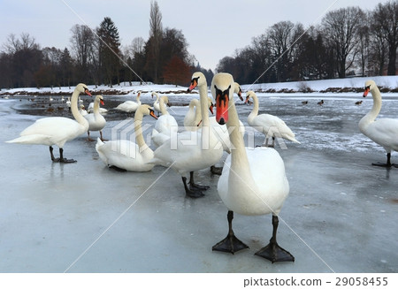 Group of swans on ice Group of swans on ice 29058455