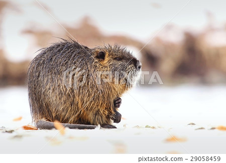 Nice coypu Myocastor coypus Nice coypu Myocastor coypus 29058459