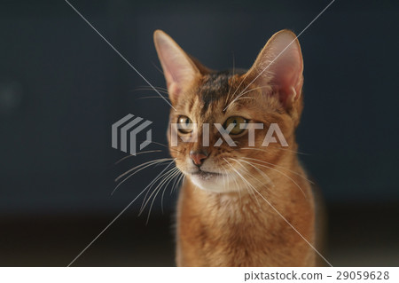 young abyssinian cat portrait in living room young abyssinian cat portrait in living room 29059628