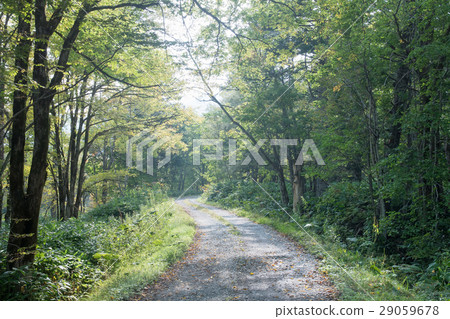 在北海道的森林/景觀道路 在北海道的森林/景觀道路 29059678