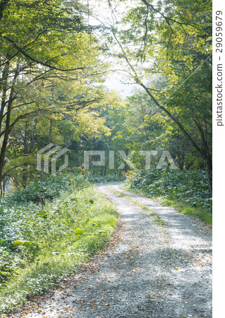 Road in Forest / Landscape in Hokkaido Road in Forest / Landscape in Hokkaido 29059679