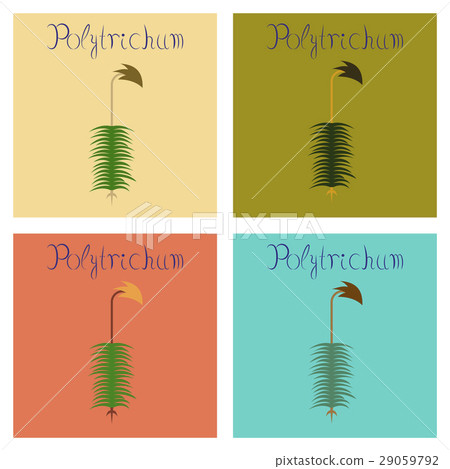 assembly flat Illustrations plant Polytrichum assembly flat Illustrations plant Polytrichum 29059792