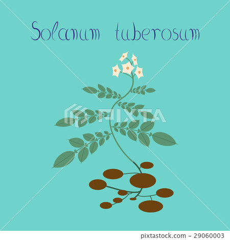flat illustration on background plant Solanum 29060003