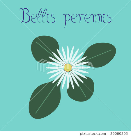 flat illustration stylish background plant Bellis flat illustration stylish background plant Bellis 29060203