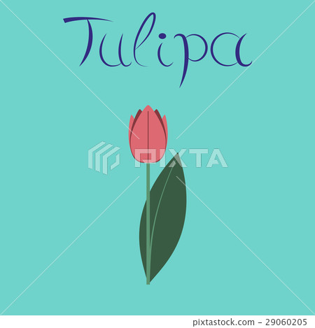 flat illustration stylish background plant Tulipa flat illustration stylish background plant Tulipa 29060205