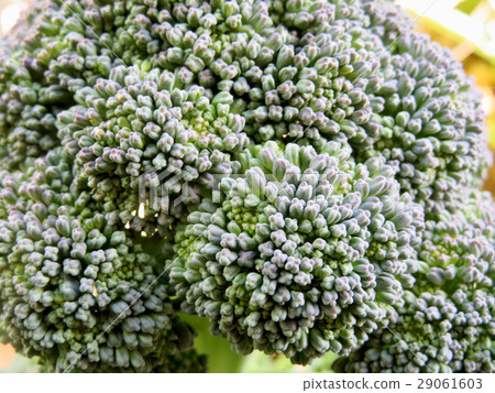 broccoli 29061603