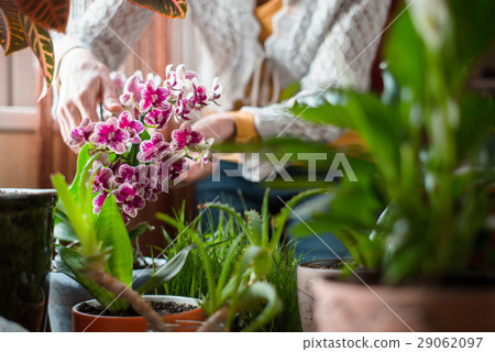 Woman cares for indoor flowers orchid, aloe 29062097