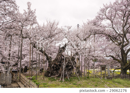 Yamakaku Shinyo Sakura Japan's oldest cherry tree Japan's three big cherries Yamanashi's cherry blossom spot Yamakaku Shinyo Sakura Japan's oldest cherry tree Japan's three big cherries Yamanashi's cherry blossom spot 29062276