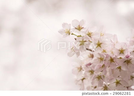 Yamakaku Shinyo Sakura Japan's oldest cherry tree Japan's three big cherries Yamanashi's cherry blossom spot 29062281