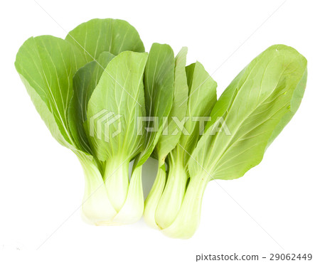 Baby Pak Choy on white 29062449
