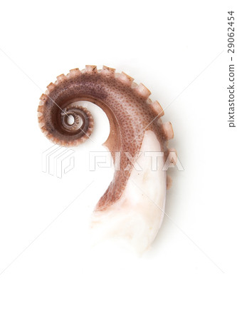 tentacles of octopus isolated on white tentacles of octopus isolated on white 29062454