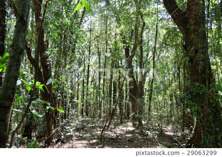 Tropical forest 29063299