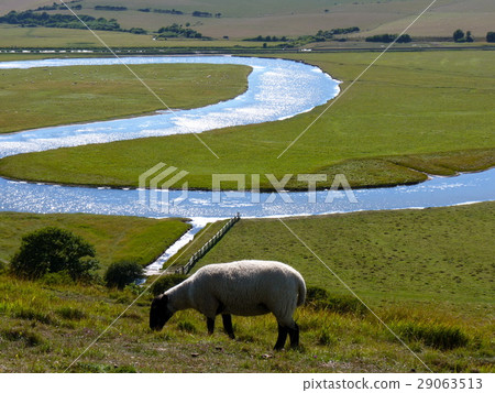 Prairie and sheep 29063513