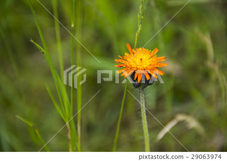 blossoming hawkweed (hieracium aurantiacum) blossoming hawkweed (hieracium aurantiacum) 29063974
