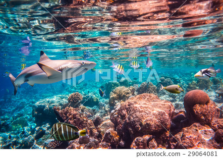 Tropical Coral Reef. Tropical Coral Reef. 29064081