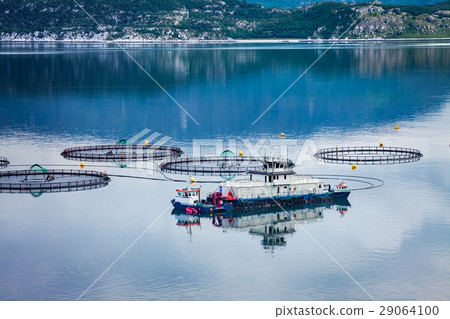 Farm salmon fishing Farm salmon fishing 29064100
