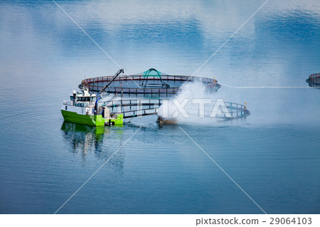 Farm salmon fishing Farm salmon fishing 29064103