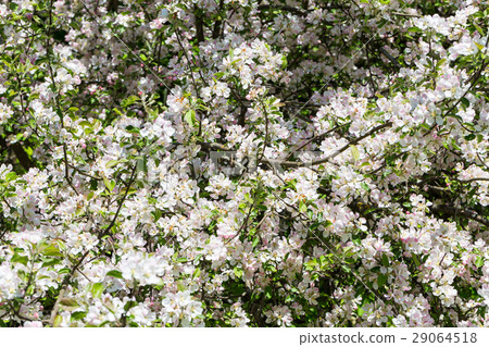 Blooming apple tree 29064518