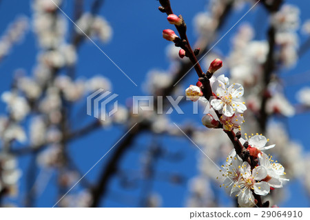 Flower view Flower view 29064910