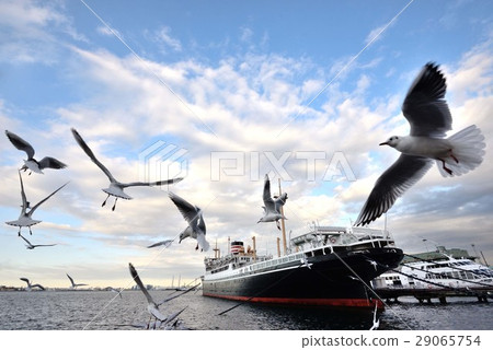 海鷗在Yamashita Park Hikawa Maru附近飛行 29065754