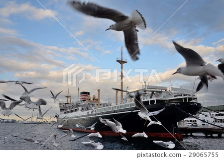 A group of Hikawa Maru and gulls 29065755