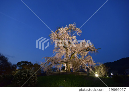 Higashiyama Flower Light Road Maruyama Park Gion Branded Sakura 29066057