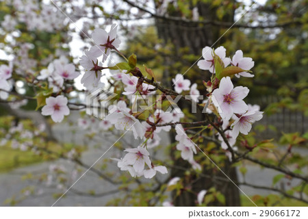 Katsura Rikyu Sakura Katsura Rikyu Sakura 29066172