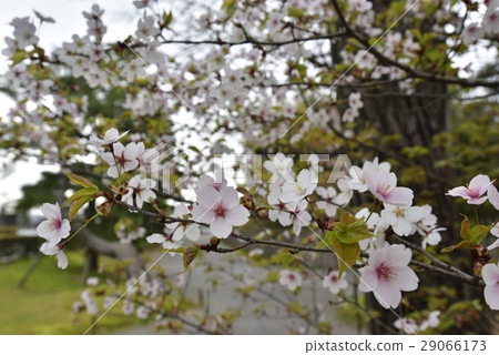 Katsura Rikyu Sakura Katsura Rikyu Sakura 29066173