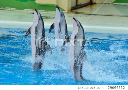 Dolphin triplets Dolphin triplets 29066332