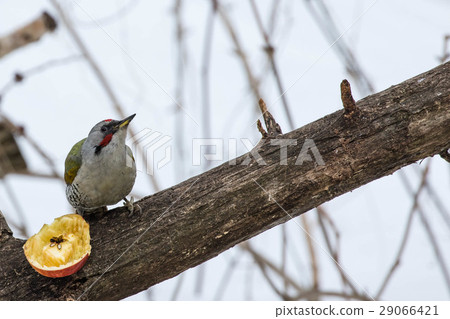 Aogera停在樹枝上 29066421