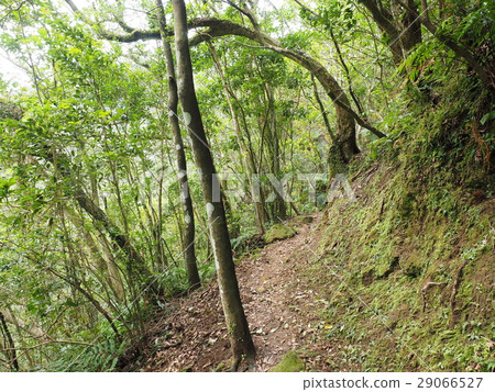 Mountain trail mountaineering forest Mountain trail mountaineering forest 29066527