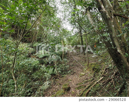 山徑 登山 森林 山徑 登山 森林 29066528