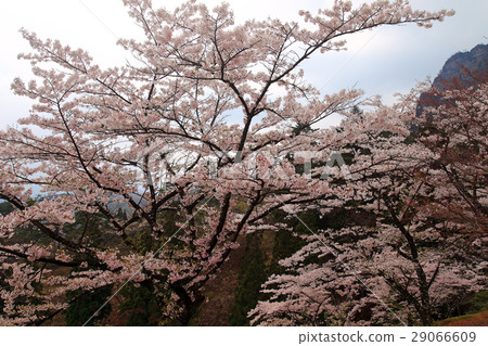 Sakura Spring Ideal Sakura no Sato 29066609