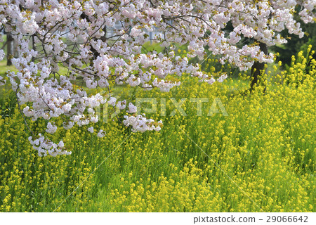Yaezakura and rape blossoms Yaezakura and rape blossoms 29066642