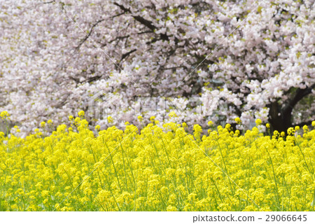 Yaezakura and rape blossoms Yaezakura and rape blossoms 29066645