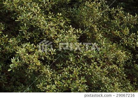 Natural plants Ubaegashi, brown brown sprouts are visible in the middle of leaves of branches attached to the star shape 29067216