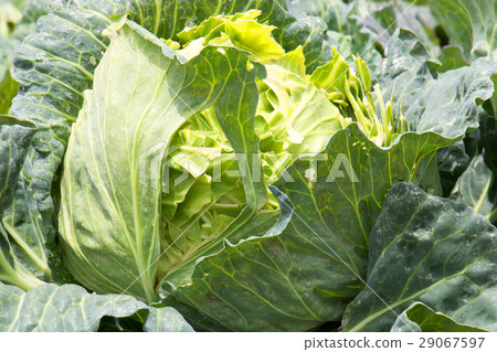 Cabbage of the field 29067597