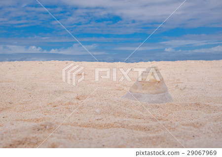 海灘上的海螺 29067969