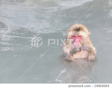 溫泉猴(1頭看著什麼) 溫泉猴(1頭看著什麼) 29068064