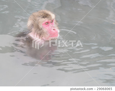 日本猴子在露天浴池游泳 29068065