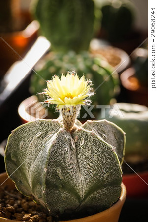 Flower of Star Cactus (Astrophytum Myriostigma) Flower of Star Cactus (Astrophytum Myriostigma) 29068243