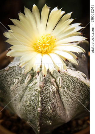 Flower of Star Cactus (Astrophytum Myriostigma) Flower of Star Cactus (Astrophytum Myriostigma) 29068245