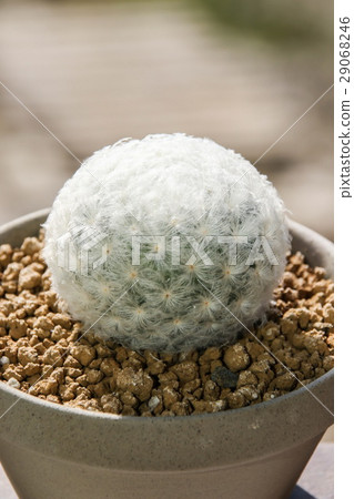 Mammillaria Plumosa, Cactus 29068246