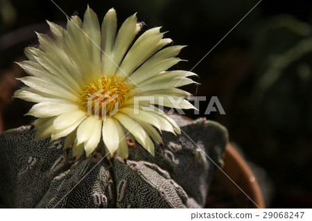 Flower of Star Cactus (Astrophytum Myriostigma) Flower of Star Cactus (Astrophytum Myriostigma) 29068247