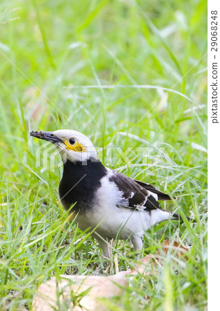 Black-collared myna (Gracupica Nigricollis), Bird  29068248