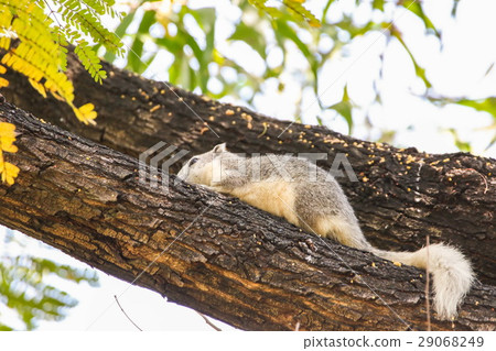 Squirrel sitting on the tree 29068249