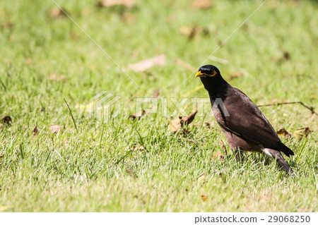 Common Myna (Acridotheres Tristis), Bird  29068250