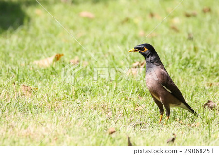 Common Myna (Acridotheres Tristis), Bird Common Myna (Acridotheres Tristis), Bird 29068251