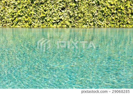 Green leaf vine wall with Green swimming pool 29068285