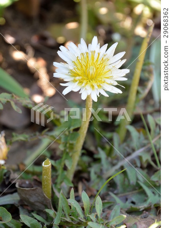 White dandelion dandelion - silkworm dandelion White dandelion dandelion - silkworm dandelion 29068362